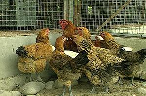 所謂本地雞，應該是華南雞種、日本雞種及其他引進台灣雞種所混雜配種的後代。(圖片提供：公共電視「我們的島」)