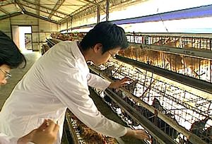 民國71年，中興大學成立台灣土雞種原保育場，四處蒐尋有特色的雞種，把種原保存下來，叫做保種雞。(圖片提供：公共電視「我們的島」)