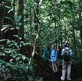 喀麥隆熱帶雨林為世界第二大