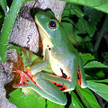 莫氏樹蛙穿著綠色衣服，還搭配著流行的橘色網襪