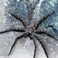 圖1.野外的高腳蜘蛛（攝影：趙世民）