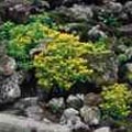 圖1.珊瑚礁上的「星星花」─台灣佛甲草。攝影：（楊宗愈）