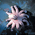 圖11. 一隻深海寄居蟹鑽在海葵體內，只露出一個大螯和幾隻紅色的腳。手指狀的突起都是海葵。（攝影：趙世民）
