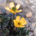 圖3.台灣高山的長柄毛茛（Ranunculus morii）。（照片：邱少婷）