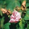 圖7.花朵凋謝時，木芙蓉也常呈粉紅色。