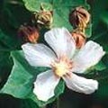 圖8.平時木芙蓉的花多為粉白或近乎白色。