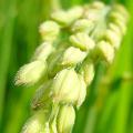 基因改造稻米可能潛藏致毒的危機（照片來源：維基百科）