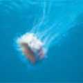 圖3.大型水母的觸手長達2公尺，像魚網般在水中張開，捕食生物。（攝影：蘇焉）