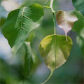 菩提樹的葉子葉脈明顯，葉尾細細長長的尖端有助於下雨時排水。