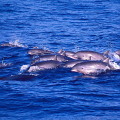 福佬話稱大型鯨魚為「海翁」、中小型鯨魚為「海豬仔」(圖片提供：黑潮海洋文教基金會；攝影：金磊)