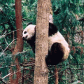 大熊貓 (圖片來源: UNESCO; 攝影: 周海祥[音譯]）