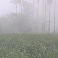 南投魚池鄉的茶園，清早瀰漫在雲霧之中。