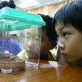 小朋友專注地觀看箱子裡的蛇。