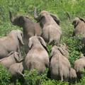 克魯格國家公園的象群(圖片來源：WWF)