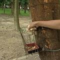 在園內可見到綁在樹上的餐盒，放入麵包屑讓松鼠取用