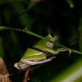 竹林是諸羅樹蛙主要的棲息地