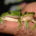 母蛙的體型是公蛙的1.5到2倍大