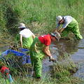 2006陽明山生態工作假期在雍來生態園區清除李氏禾。