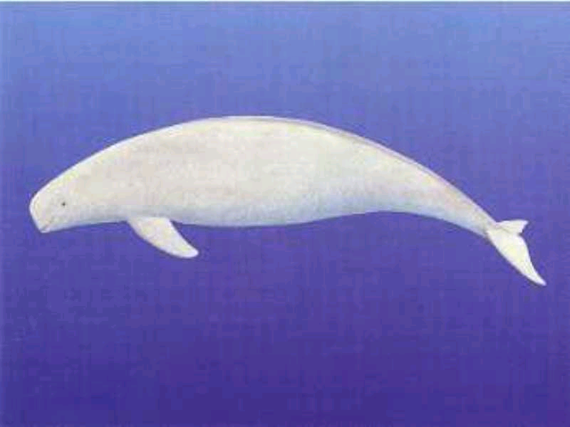 露脊鼠海豚