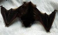 蝙蝠(台語"匹婆")