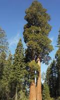 加州世界爺（sequoia）