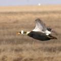 雪布克湖海鴨是當地著名的野生動物（圖片來源：FWS)