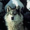 灰狼（圖片來源：FWS）
