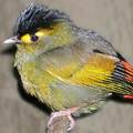印度發現稀有鳥類新品種（圖片來源：Birdlife）