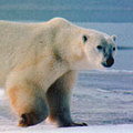 全球暖化造成北極冰融 北極熊面臨瀕絕困境（圖片來源：NASA）
