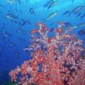 印尼珊瑚礁發現新物種（圖片來源：Conservation International）