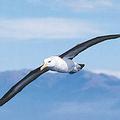 信天翁是鳥類中的滑翔冠軍。