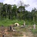 亞馬遜雨林伐木狀況 :: 圖片來源：FAO