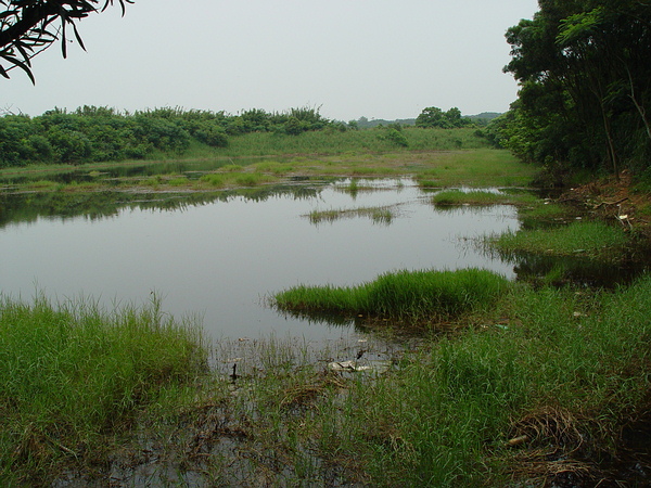 城市的濕地在城市生物多樣性中扮演要角。圖為楊梅731號戰備溜池，曾因台北赤蛙出現其中而聲名大噪。照片來源：林華慶提供