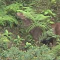 水鹿、山羌、山羊是大武山自然保留區常見的動物。(公共電視「我們的島」提供)