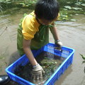 十歲的志工綸綸輕輕地將不小心撈起來的蝌蚪放回水池。