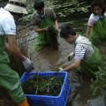 志工們各就其位分工拔除外來種、並將它們搬到一旁的樹林中作為天然堆肥，並打撈飄散在水面的漏網之魚。
