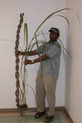 目前推廣中的芒屬( Miscanthus)生質燃料作物，可在六週內抽高2.4公尺(圖片來源University of Arkansas Daily Headline)
