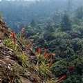 瓜地馬拉Sierra de las Minas國家公園是生物多樣性豐富的森林（圖片來源：TNC）