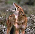 稀有衣所比亞狼有可能感染狂犬病（圖片來源：WildCRU）