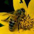 北美蜜蜂大量減少，對生態與農業造成影響。（圖片來源：AGR）
