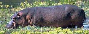 剛果河馬盜獵嚴重（圖片來源： African Wildlife Foundation）