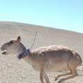 賽加羚可能瀕絕（圖片來源：WCS）