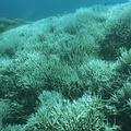 珊瑚礁生態系，對全球暖化更為敏感