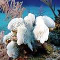珊瑚因暖化而白化（圖片來源：Tom Fretz）
