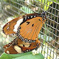 圖1：原本在草葉間交尾的雌紅紫蛺蝶，受到驚擾，由雌帶雄飛到鐵絲網圍欄上停下…　　