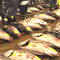 許多國家的經濟仰賴野生漁業。圖為日本鮪魚市場。
