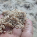 東沙的貝殼沙