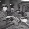 想像當年捲菸工場內，數百位的女作業員在生產線上忙碌地進行理葉、切葉、捲菸、包裝等工作。