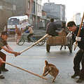 北京養狗新政策，在街頭打狗。（圖片來源：Sirius GAO）