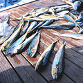北卡羅來納漁船補抓到的黃鰭鮪魚（圖片來源：NOAA）